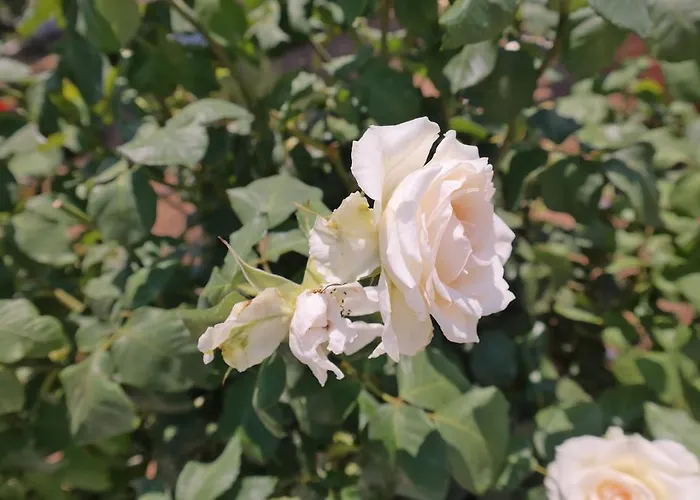 Maroussa Apart-hotel 4*