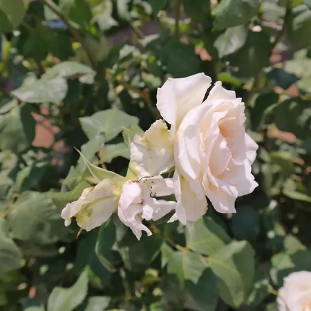 Maroussa شقة فندقية 4*